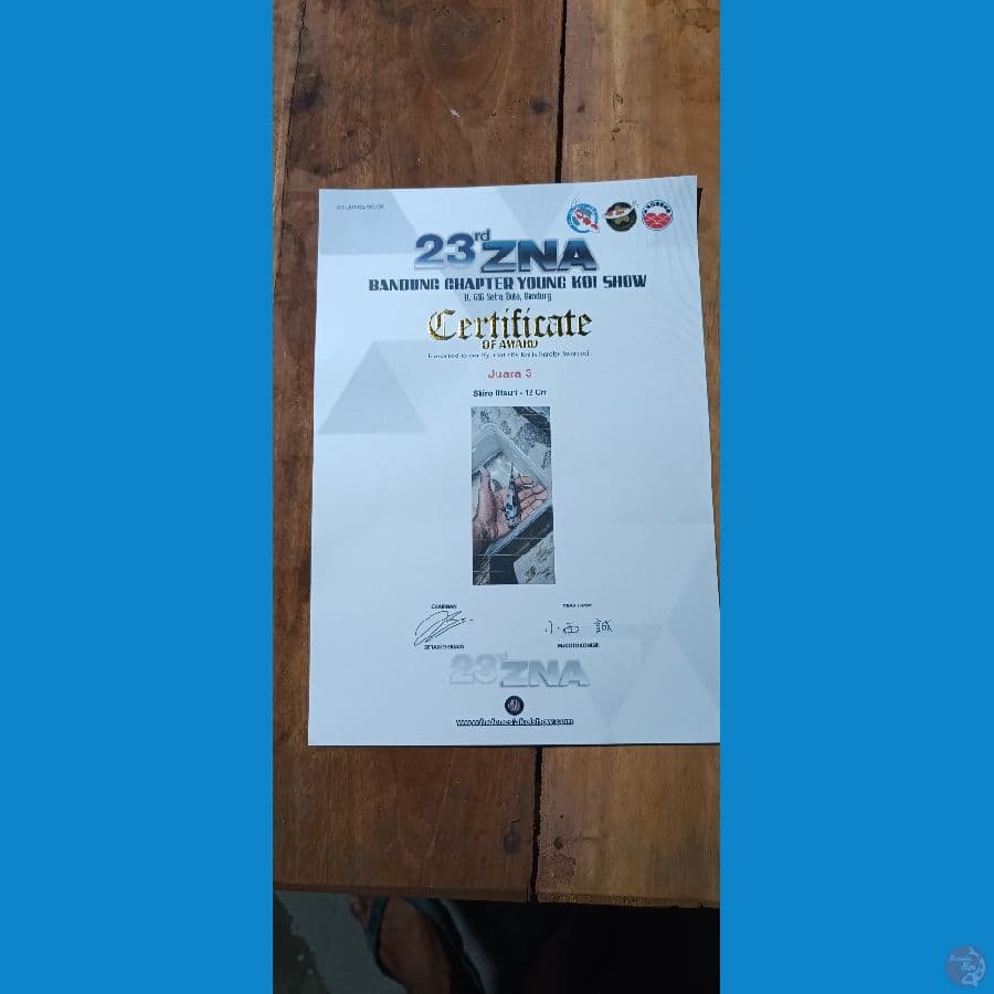 SHIRO SERTI JUARA 3 ZNA -12 CM