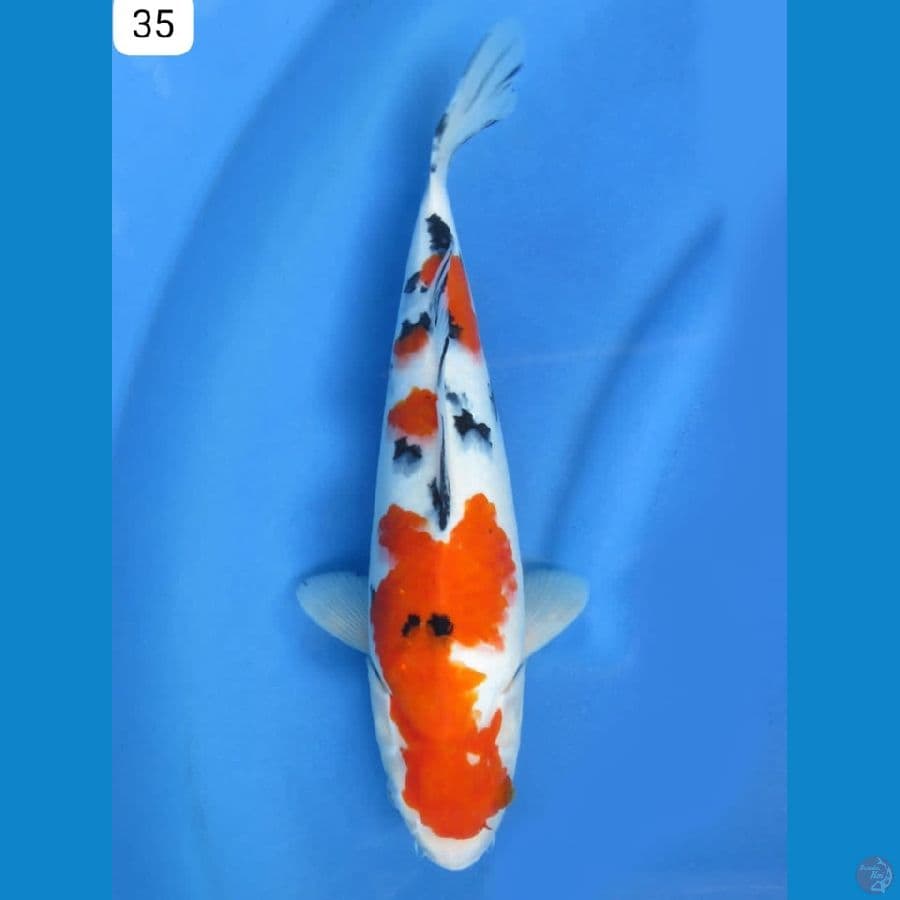 35cm - Sanke Tsubo sumi