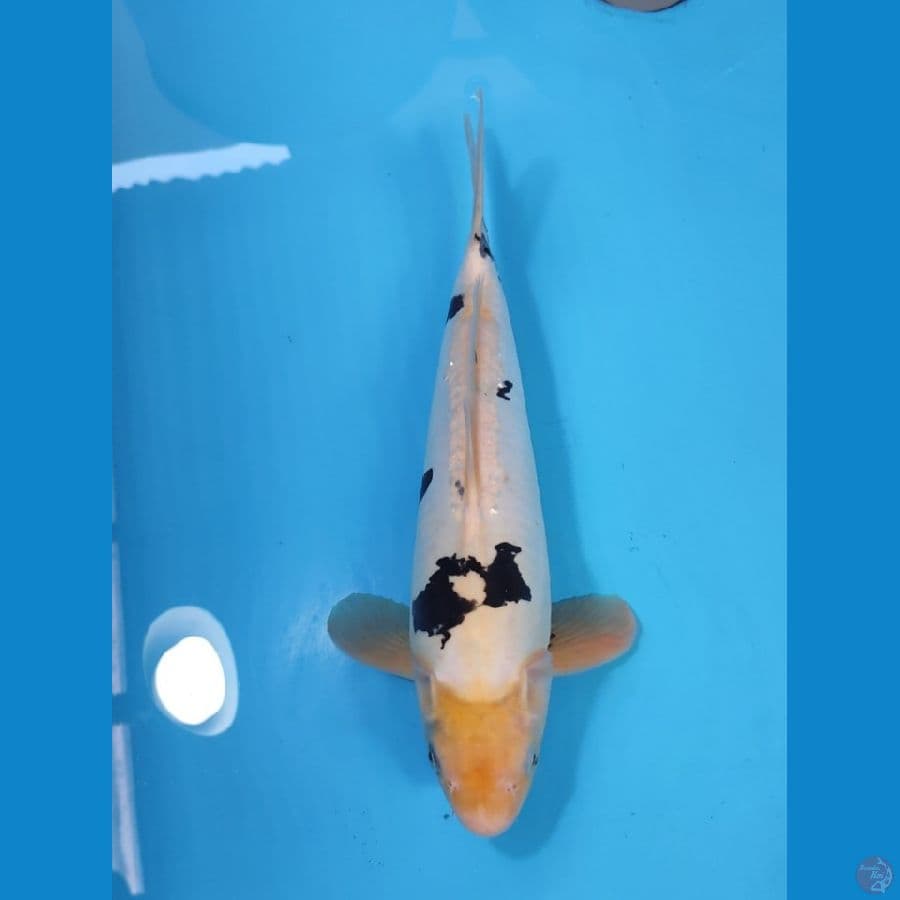 SHIRO DOITSU TATEGOI 40CM - MALE 
