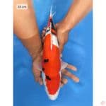 Showa - 33cm