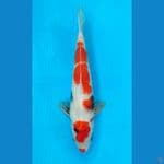 SHOWA (30CM)