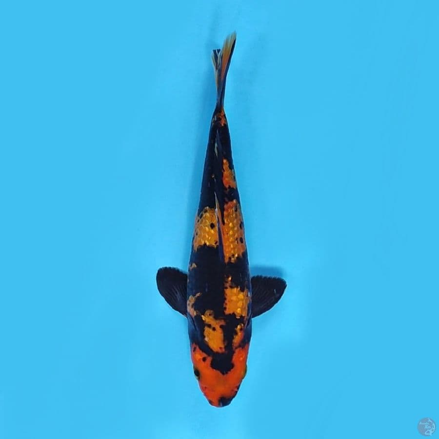 ki utsuri gindrin 20cm