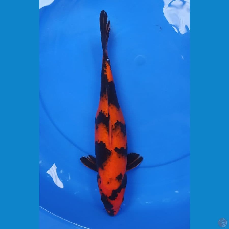 hi utsuri 35 cm