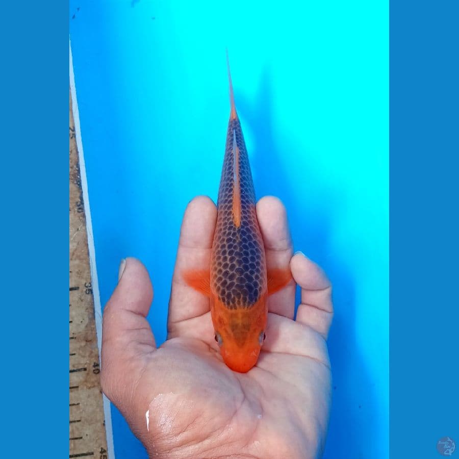 Ak madsuba 18cm