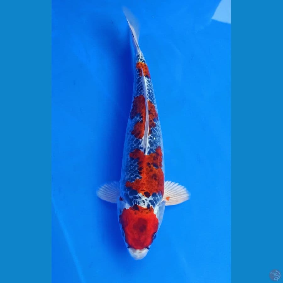 Original maruten kujaku merah 30bu