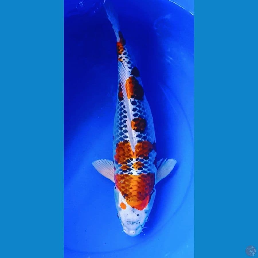 46cm kujaku calon jumbo