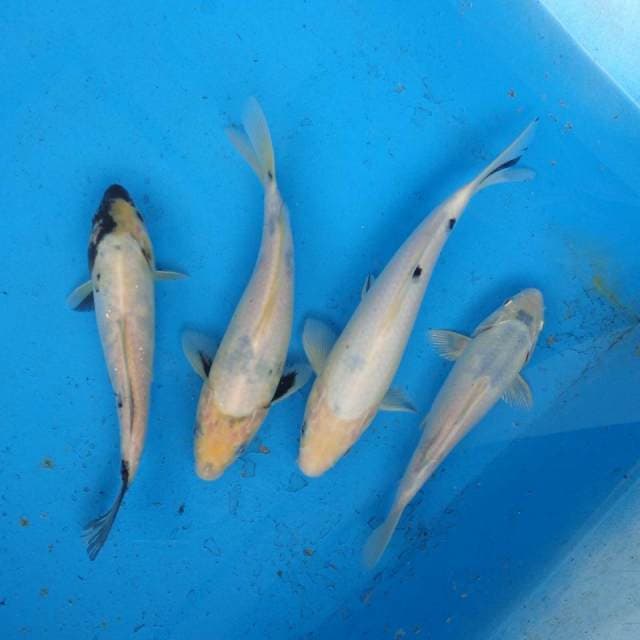 Mix Shiro, Bekko F1