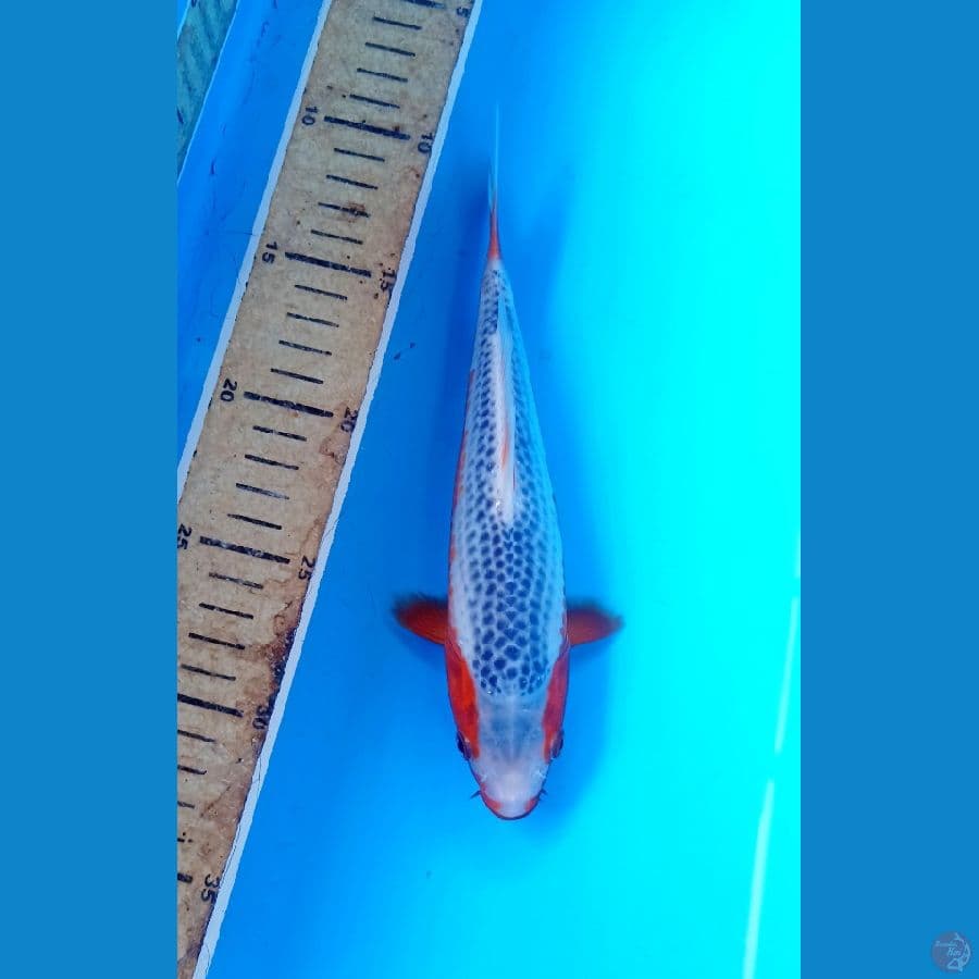 Asagi 21cm