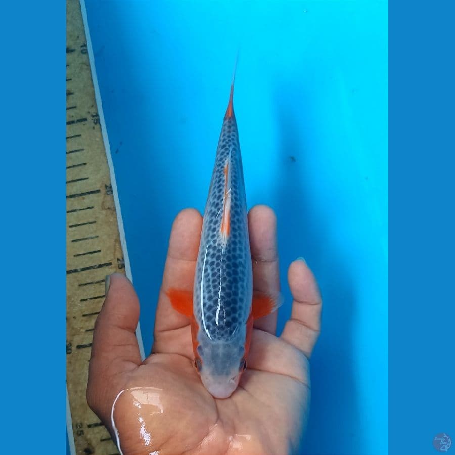 Asagi 19cm