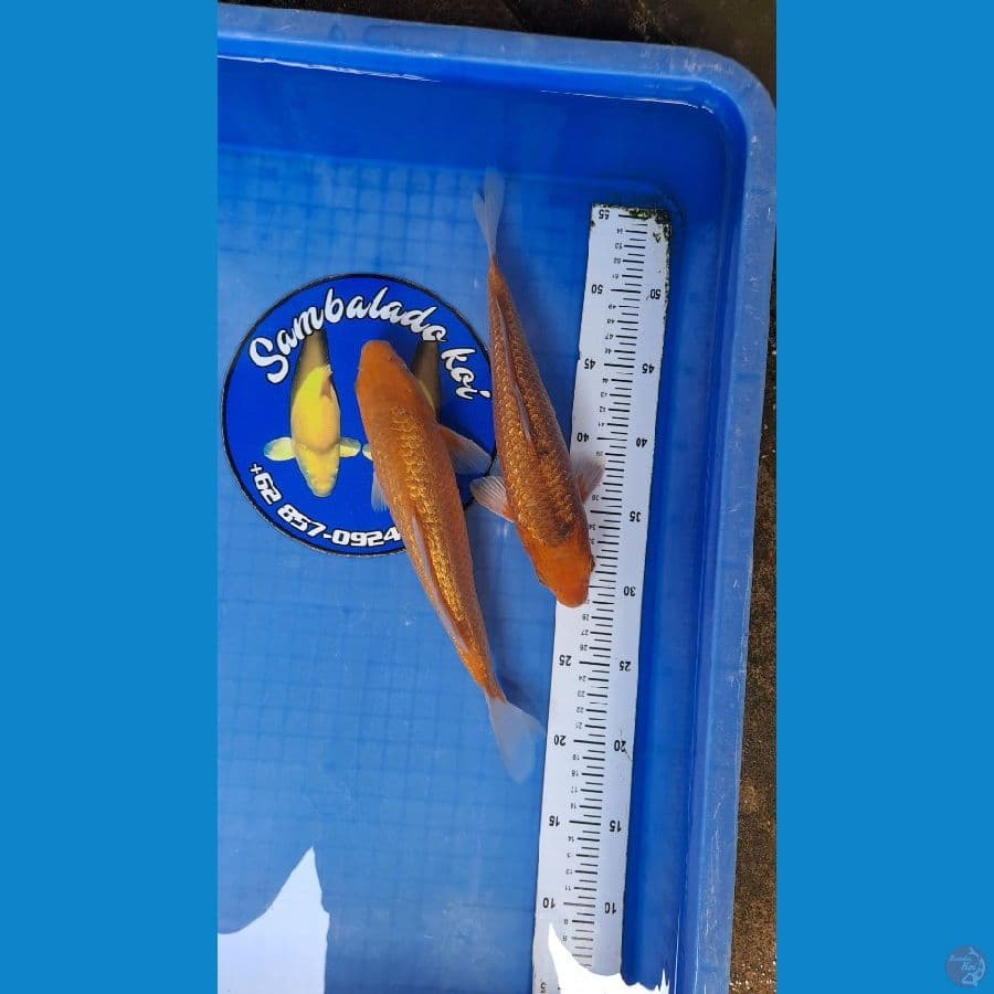 karamel