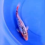30cm HANA SHUSUI SIMETRIS