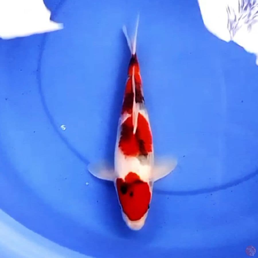 32cm TATEGOI SHOWA