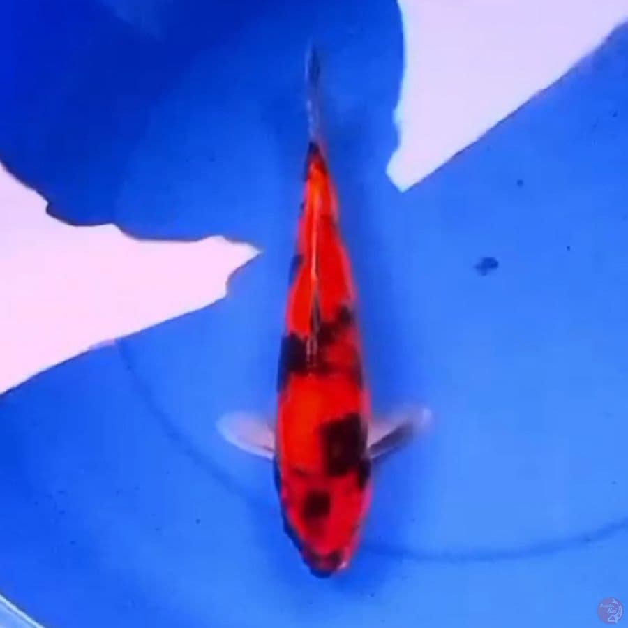 32cm HI UTSURI