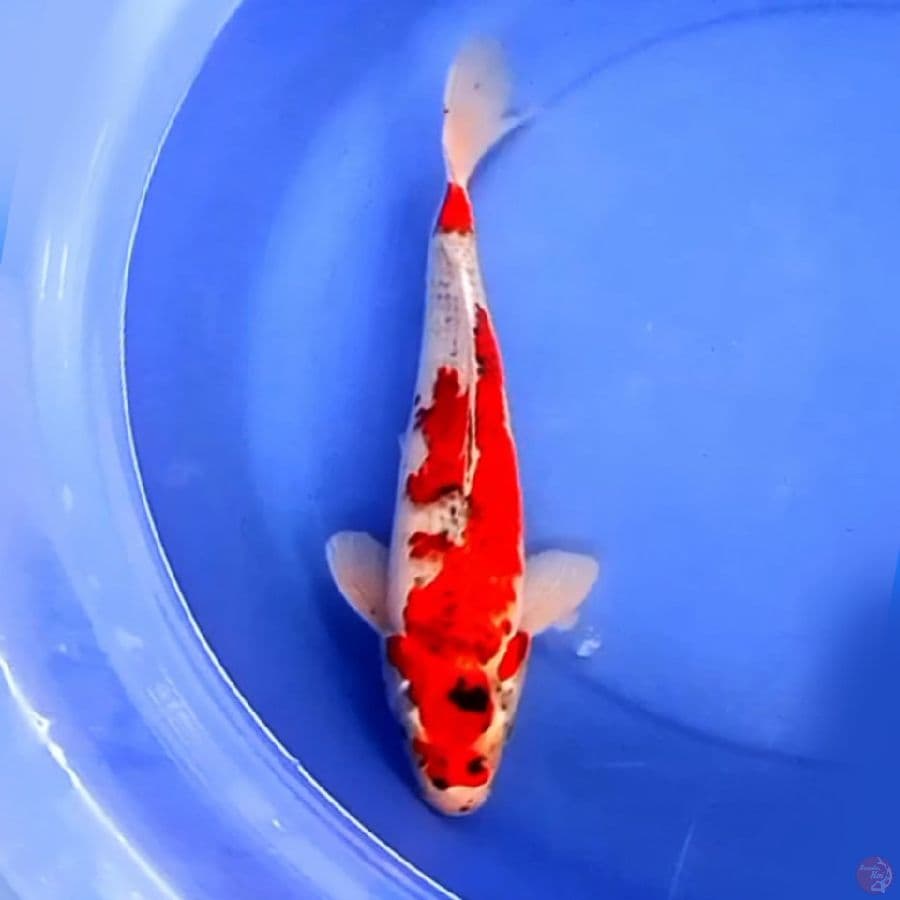 39cm GOSHIKI RED RACING