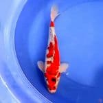 39cm GOSHIKI RED RACING
