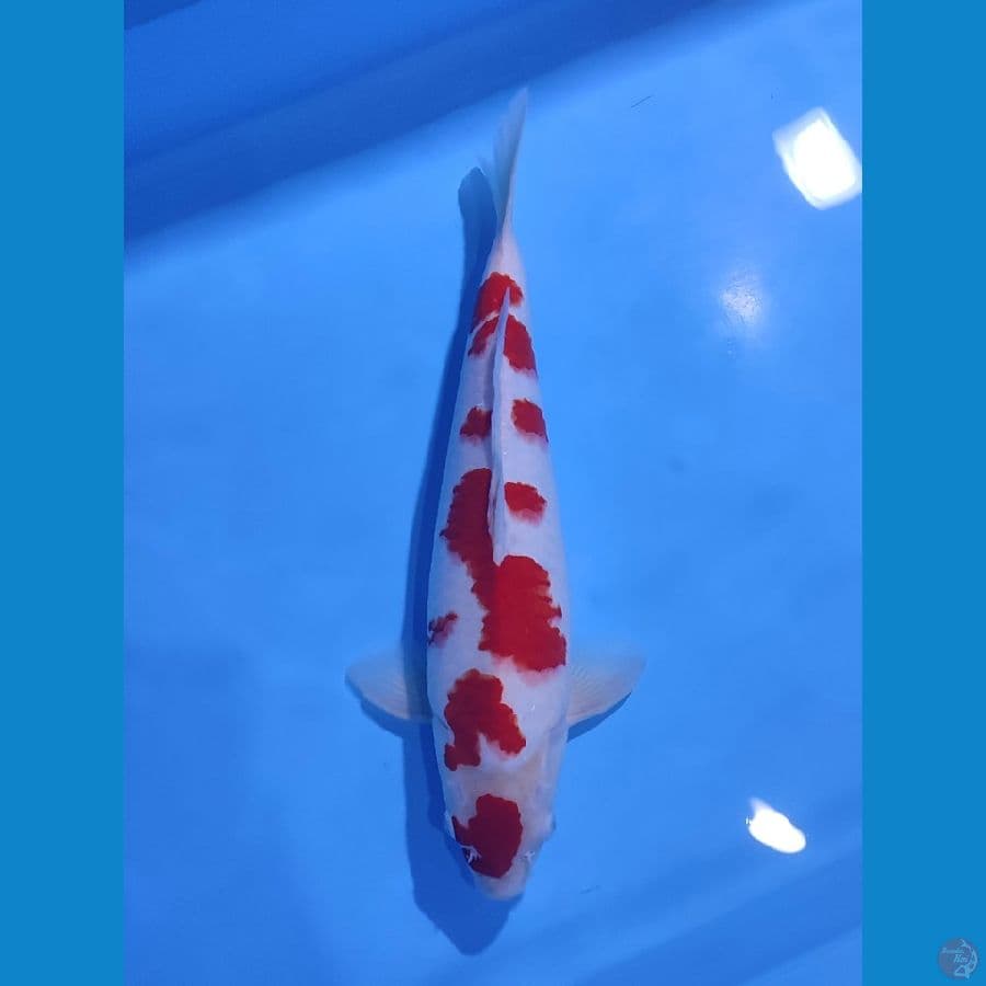 KOHAKU SAKURA RED STRONG - 43CM - JANTAN