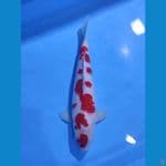 KOHAKU SAKURA RED STRONG - 43CM - JANTAN