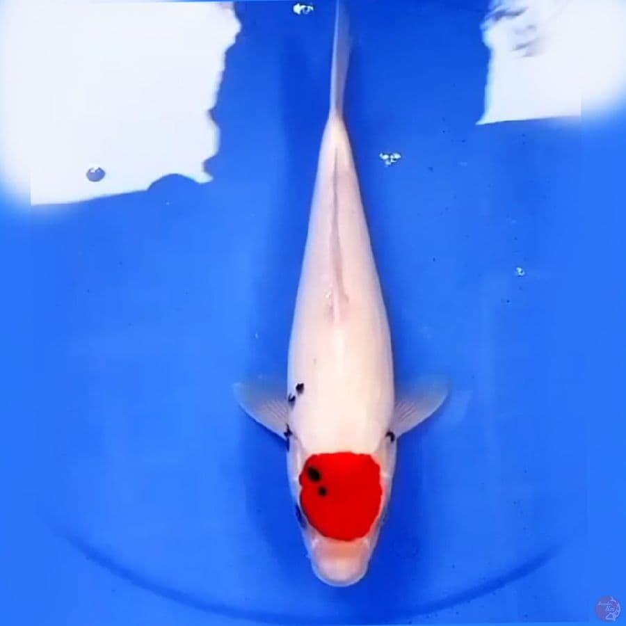 34cm TANCHO SHOWA PROSPEK