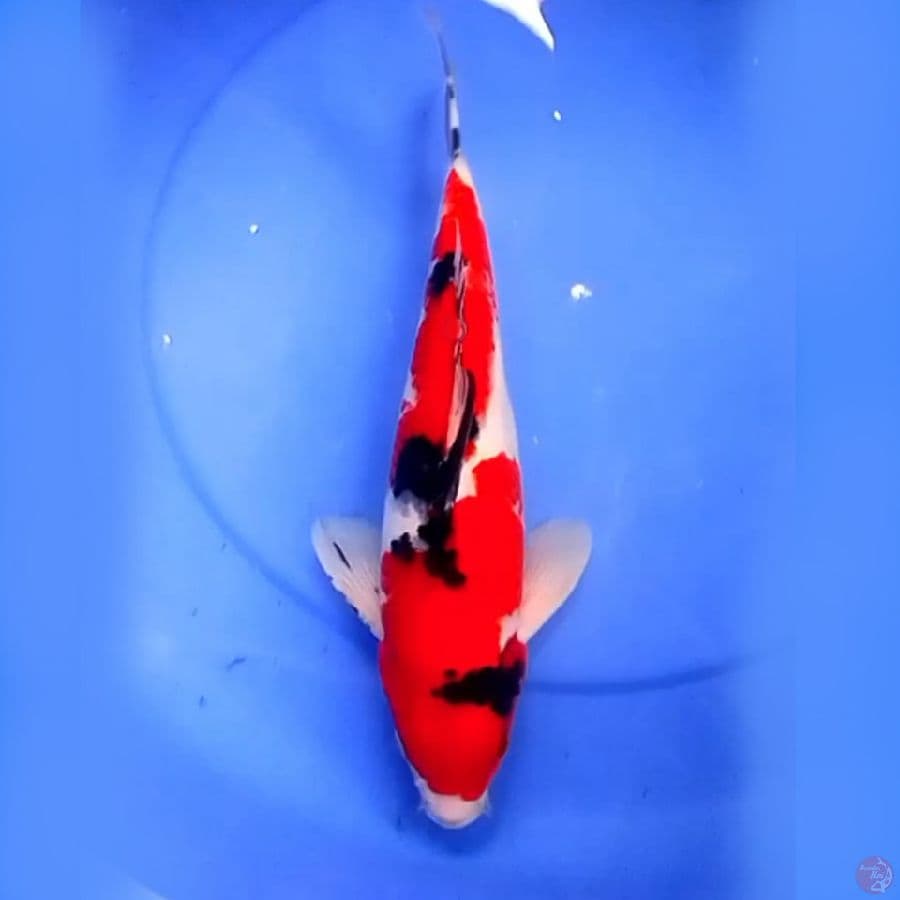37cm JUMBO SHOWA STRONG