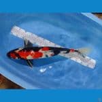showa jantan 62bu