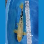 shiro jantan 55cm
