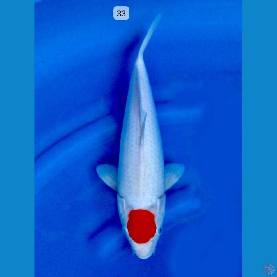 Tancho kohaku ori size 33cm