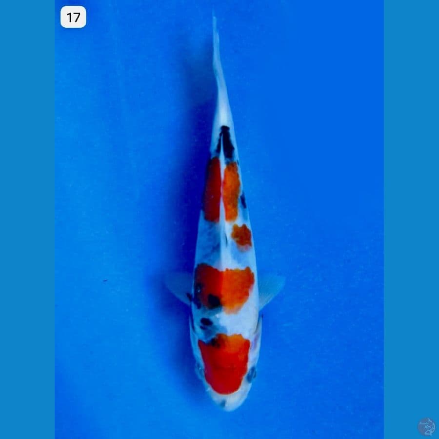 Showa tategoi 17 cm