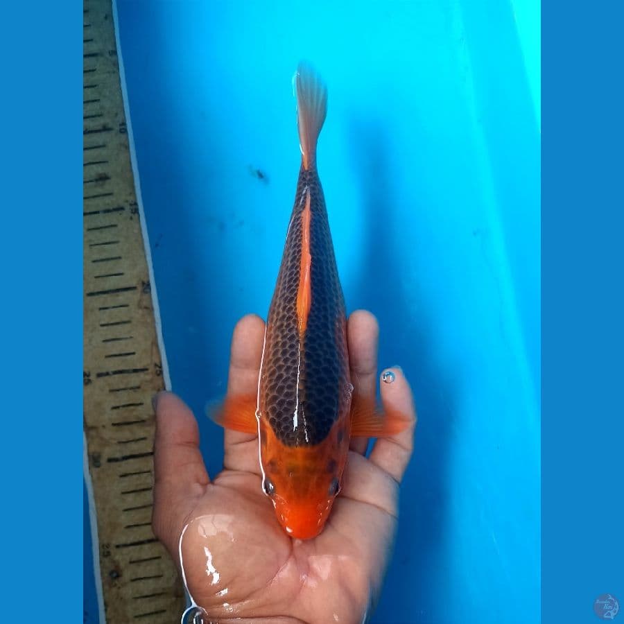 Ak madsuba 23cm