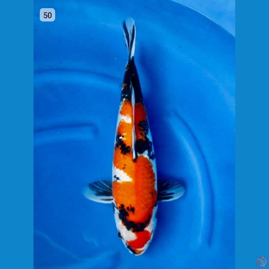Showa jumbo 50cm