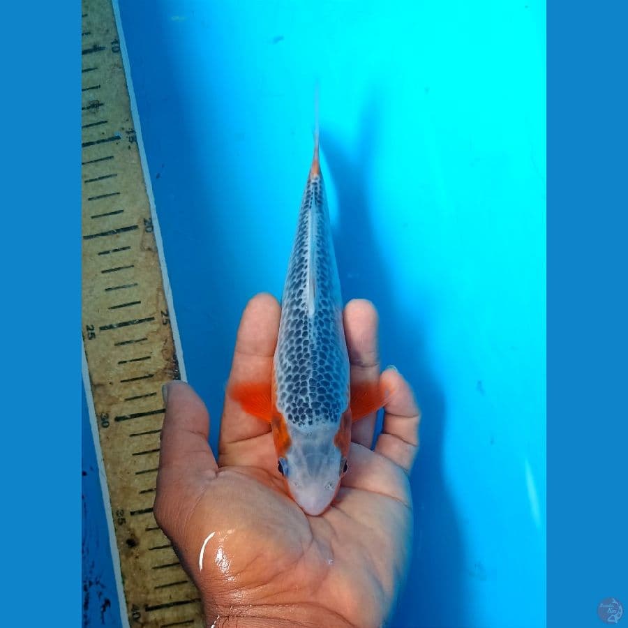 Asagi 20cm
