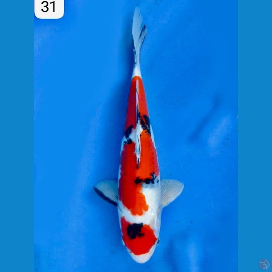 Showa maruten 31cm 