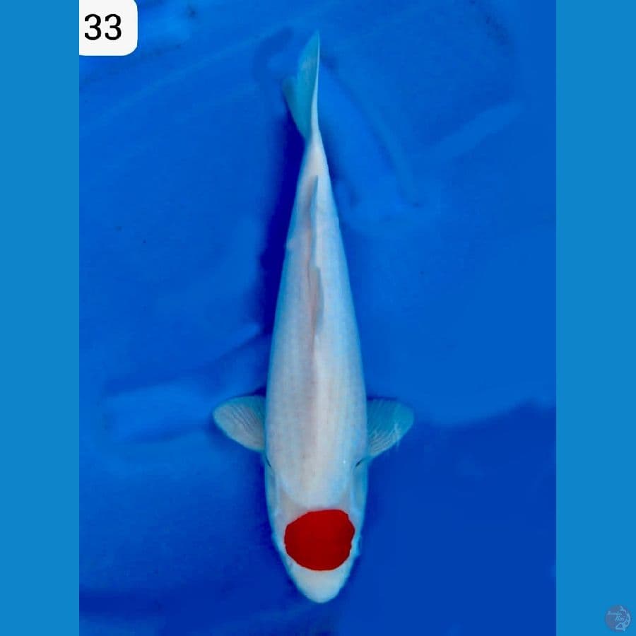 Tancho kohaku Original 33cm