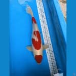 kohaku merah strong