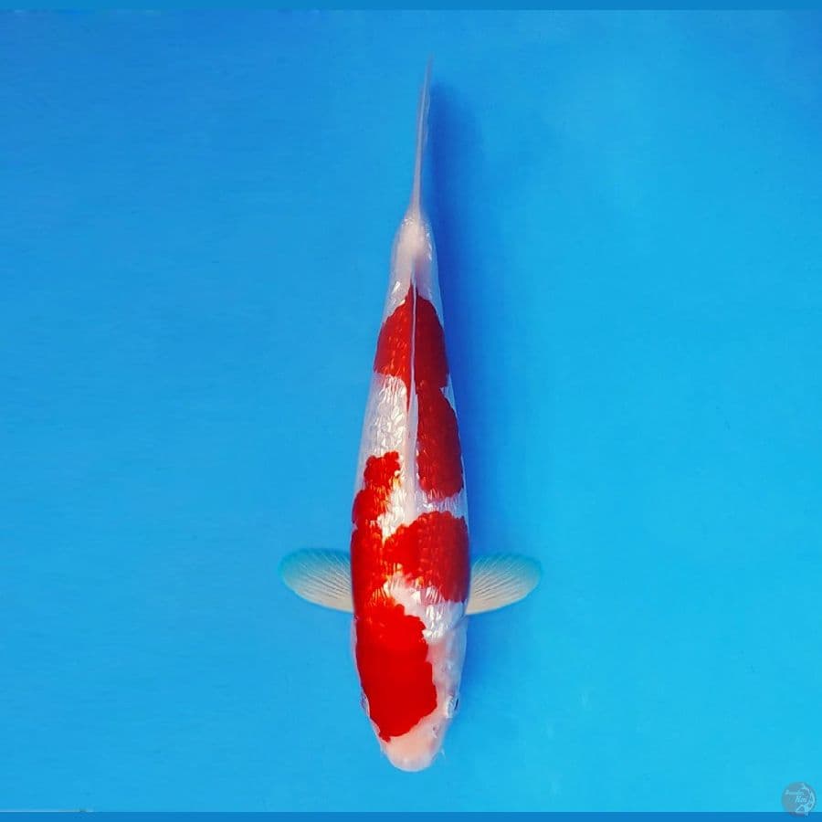 IWOJIMA 2 ~ Kohaku Gin Rin 28 cm/male™,-