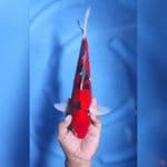 ( 34CM ) DOITSUMURNI STRONG - MALE