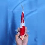 ( 28CM ) KOHAKU DOITSUMURNI - MALE