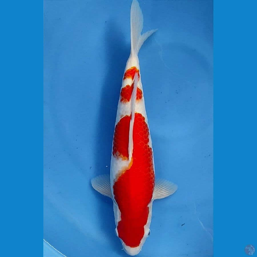 Kohaku 41cm