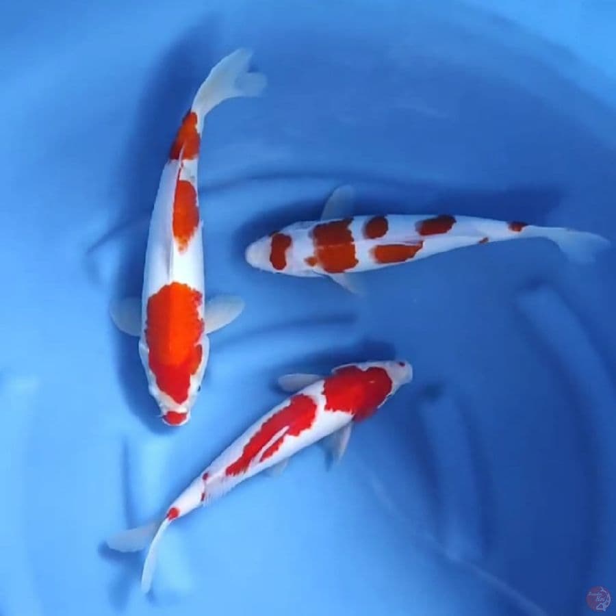 ( 31-35CM ) PAKET KOHAKU 3 EKOR