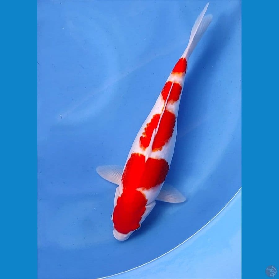 Kohaku 40cm