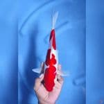 ( 32CM ) KOHAKU DOITSU STRONG - FEMALE 