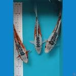 SHUSUI 25-27CM ALL MALE 3 EKOR