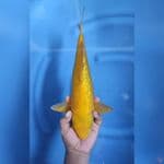 ( 37CM ) MATAMERAH GINRIN - MALE