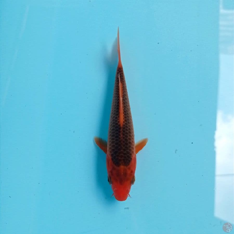 aka matsuba, 14 cm