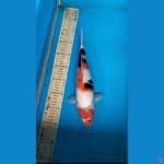 Showa 33cm betina