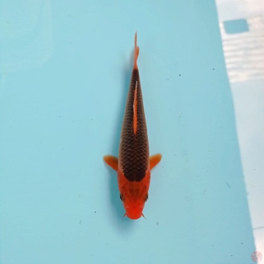 aka matsuba, 17 cm