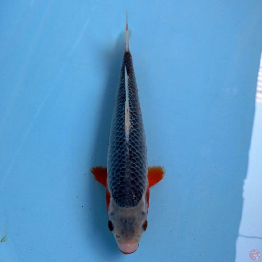 asagi, 26 cm