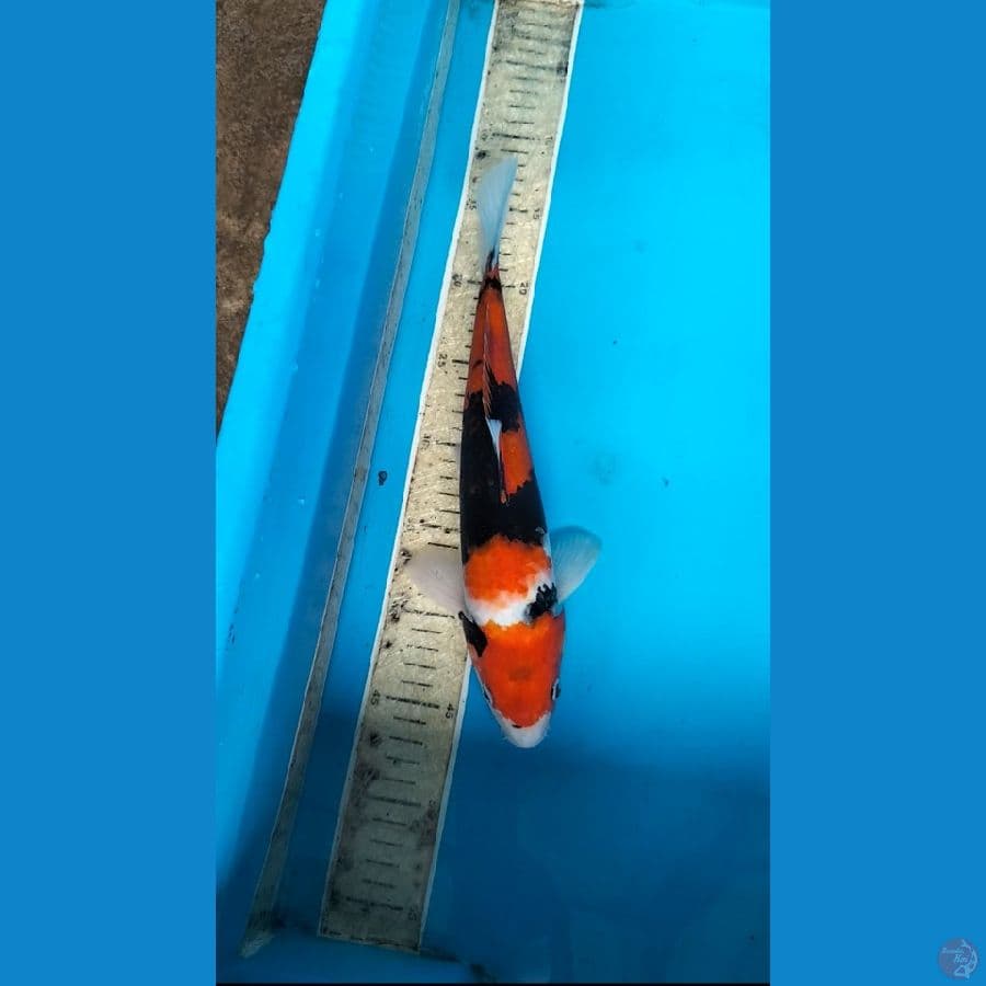 Showa 33cm M