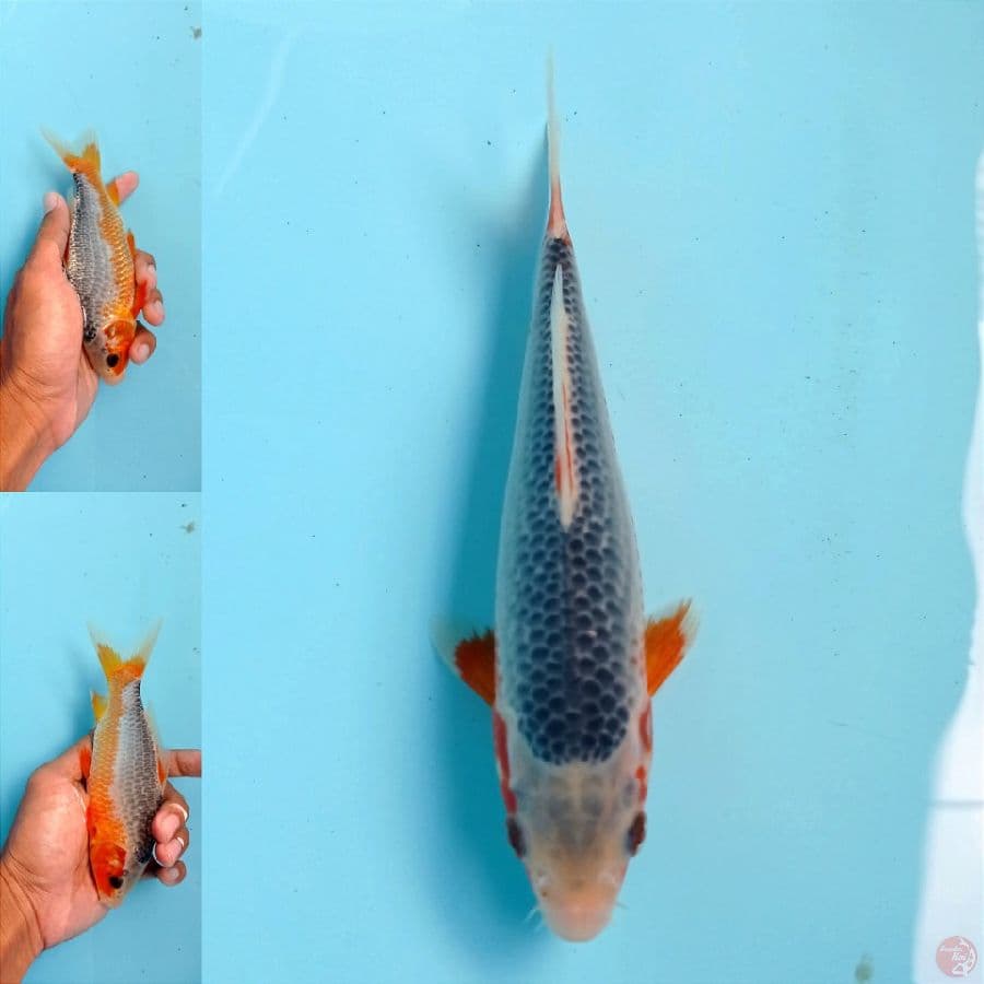 asagi, 19 cm