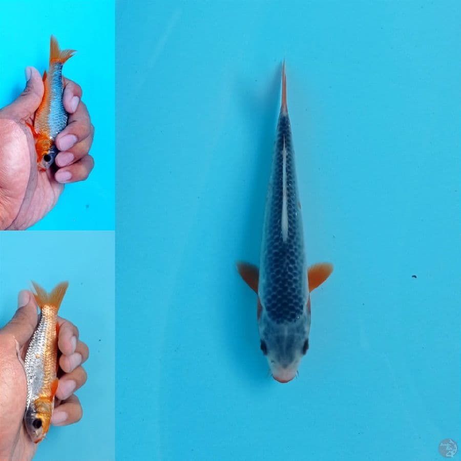 asagi, 12 cm