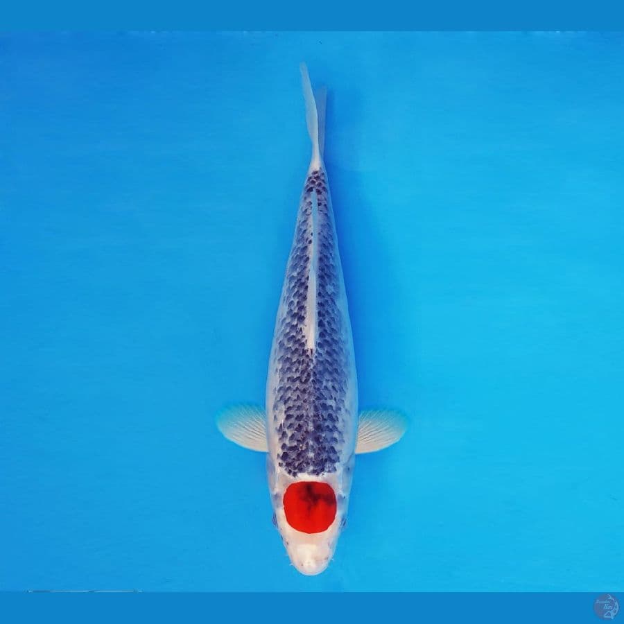 IWOJIMA 6 ~ Tancho Goshiki 35 cm/fm™,-